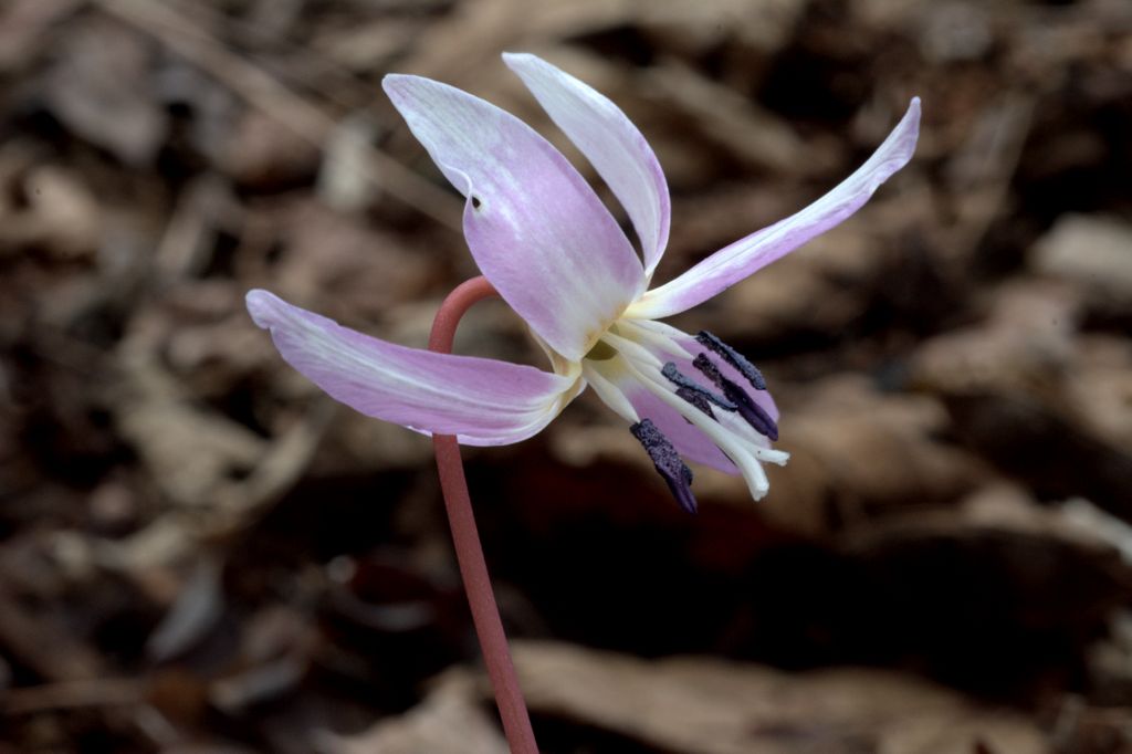 Variabilit cromatica dell''Erythronium dens-canis
